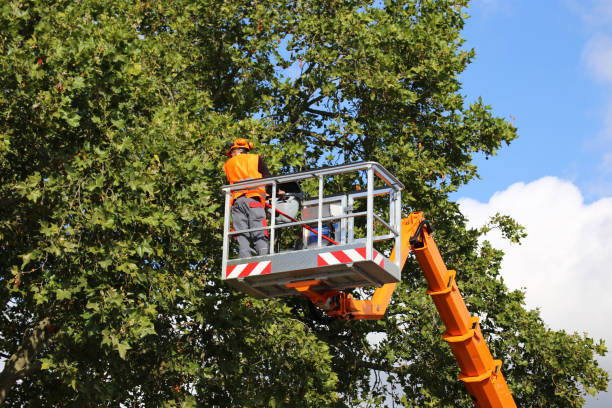 The Steps Involved in Our Tree Care Process in Rupert, ID